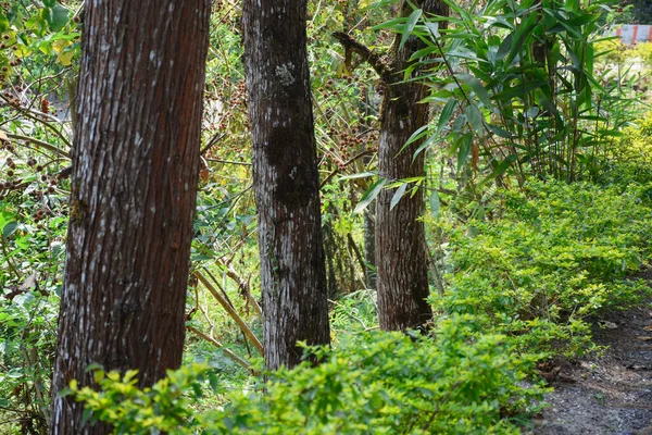 Rows Pine Tree Trunk Visible Bark Pattern Green Vegetation — Stock Photo, Image