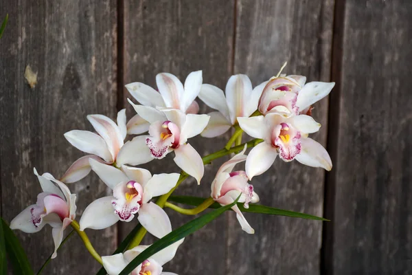 Cymbidium Rosa Bianco Comunemente Noto Come Orchidea Barca — Foto Stock