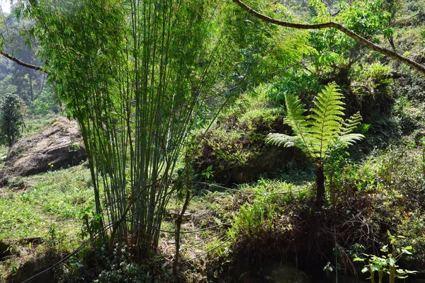 Bambus Und Farnbäume Himalaya Wald Von Todey Kalimpong — Stockfoto