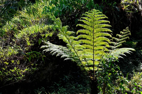 Fandia Esotica Felce Nella Foresta Selvaggia Himalayana Todey Kalimpong India — Foto Stock