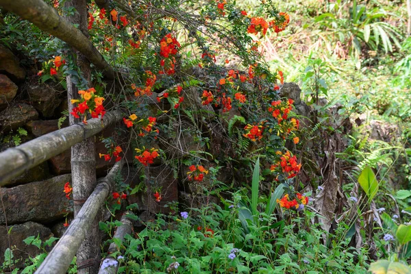 Droga Strona Bambusa Kamienny Płot Kwitnącym Kwiatem Pomarańczy Paproci — Zdjęcie stockowe