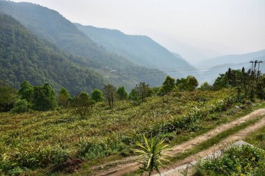 Todey, Kalimpong 'da yaygın olarak büyük kakule olarak bilinen Amomum subulatumunun yetiştirildiği ücra bir köy..