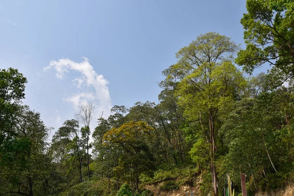 喜玛拉雅森林蓝天的高大绿树 — 图库照片
