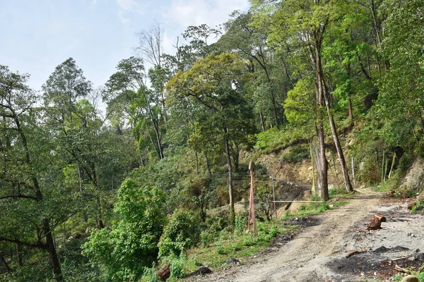 Vista Panorâmica Floresta Com Estrada Empoeirada — Fotografia de Stock