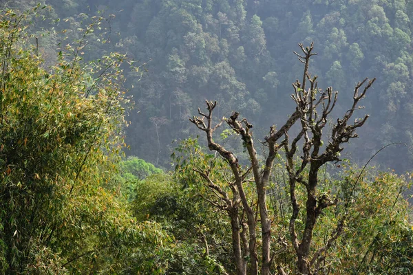 Blick Auf Dichten Himalaya Wald Und Grüne Bambuspflanzen Hintergrund Todey — Stockfoto