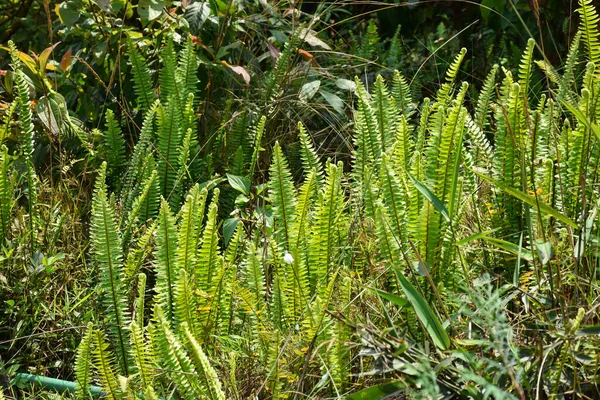 Spada Felce Verde Aspetto Esotico Purificatore Aria — Foto Stock