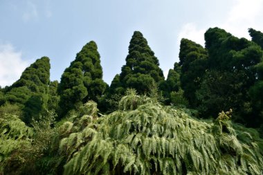 Himalaya yeşil eğreltiotlarıyla kaplı dağ yamacına genellikle yaprak denir. Frontler genellikle yapraklı bir bıçak ve yaprak sapından oluşur..