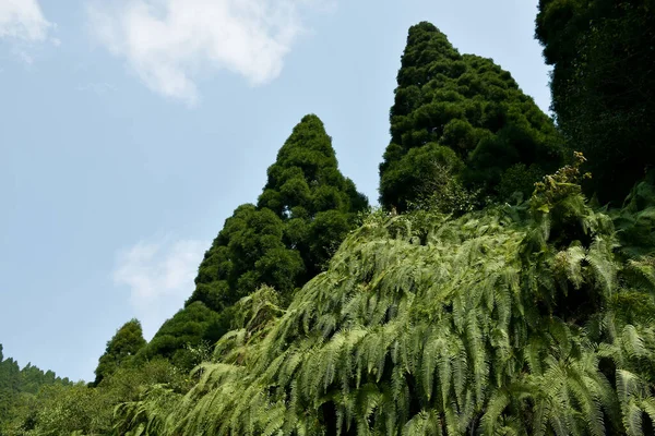 Himalaya Yeşil Eğreltiotlarıyla Kaplı Dağ Yamacına Genellikle Yaprak Denir Frontler — Stok fotoğraf