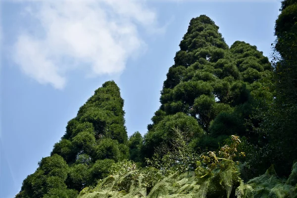 Mountain Slope Covered Himalayan Green Ferns Often Called Fronds Fronds — Stock Photo, Image