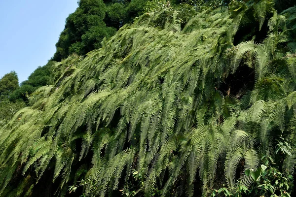 Mountain Slope Covered Himalayan Green Ferns Often Called Fronds Fronds — Stock Photo, Image