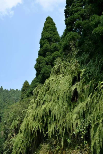 山の斜面ヒマラヤ緑のシダで覆われ 多くの場合 フロントと呼ばれます フロントは通常 葉のブレードと葉の茎で構成されています — ストック写真