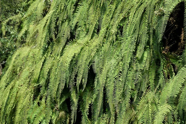 Himalaya yeşil eğreltiotlarıyla kaplı dağ yamacına genellikle yaprak denir. Frontler genellikle yapraklı bir bıçak ve yaprak sapından oluşur..