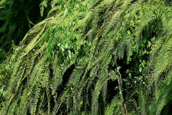 Mountain Slope Covered Himalayan Green Ferns Often Called Fronds Fronds — Stock fotografie