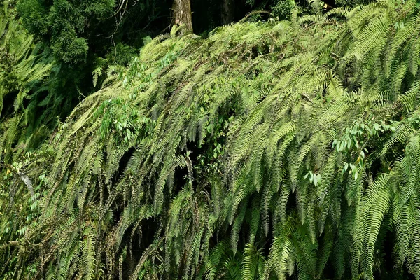 Himalaya yeşil eğreltiotlarıyla kaplı dağ yamacına genellikle yaprak denir. Frontler genellikle yapraklı bir bıçak ve yaprak sapından oluşur..