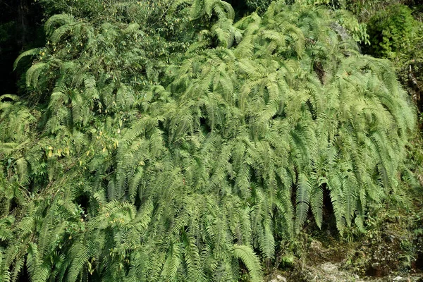 Mountain Slope Covered Himalayan Green Ferns Often Called Fronds Fronds — Stock Photo, Image