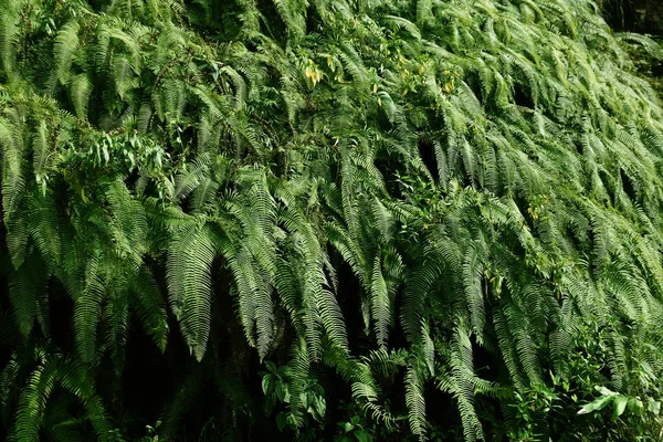 Mountain Slope Covered Himalayan Green Ferns Often Called Fronds Fronds — Zdjęcie stockowe