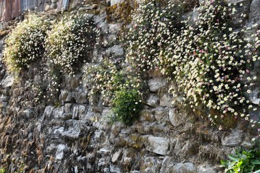 Farklı renklerde yabani çiçeklerle kaplı taş bir duvar..