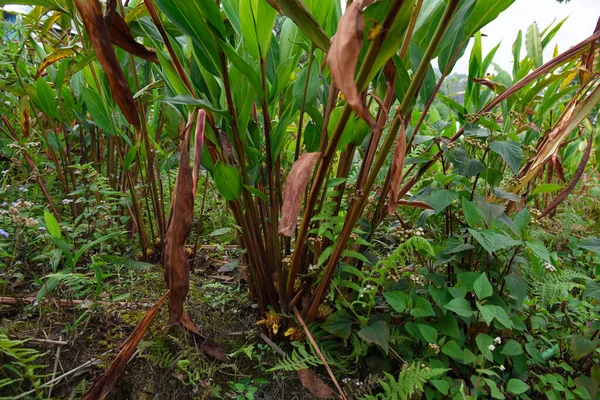 Cultivo Amomum Subulatum Comúnmente Conocido Como Cardamomo Grande Todey Kalimpong Fotos de stock libres de derechos