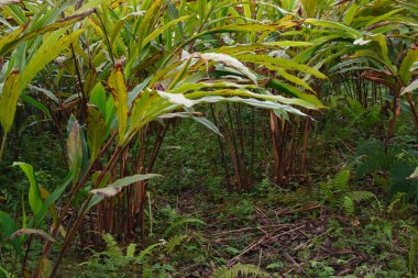 Todey, Kalimpong 'da yaygın olarak büyük kakule olarak bilinen Amomum subulatumunun yetiştirildiği ücra bir köy..