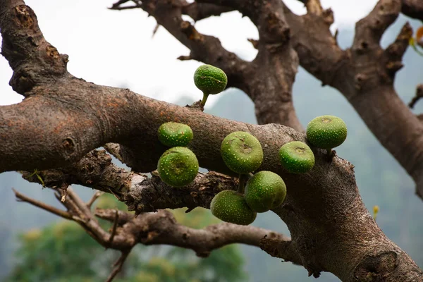 Ficus racemosa, İncir (