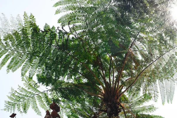 Dicksonia sellowiana. Büyük, güçlü bir ağaç eğreltiotu, kalın bir gövde ile kaplı koyu kahverengi, ince kökler 10 metre yüksekliğe ulaşır..