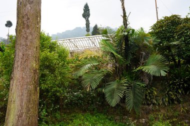 Yeşil palmiye ağaçları, çam ağaçları ve sera manzarası.