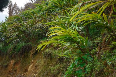 Todey, Kalimpong 'da yaygın olarak büyük kakule olarak bilinen Amomum subulatumunun yetiştirildiği ücra bir köy..