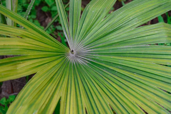 Liść Anahaw Powszechnie Znany Jako Palma Wentylatora Tropikalna Dłoń — Zdjęcie stockowe