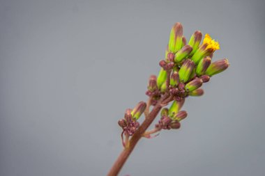 Yeşil, mor ve sarı tomurcuklu Yeşilin Yakın Çekimi Gri Arkaplan Karşıtı