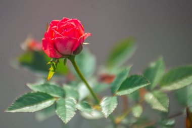 İnce yeşil saplı, parlak yapraklarla çevrili, yakın plan pembe bir gül goncası.