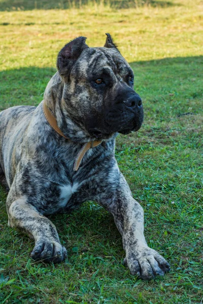 Dogo Canario dışarıdaki güzel parkta.