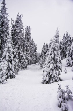 Dağdaki sisli kış manzarasının manzarası
