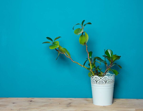 Indoor plant on wooden table and blue wall