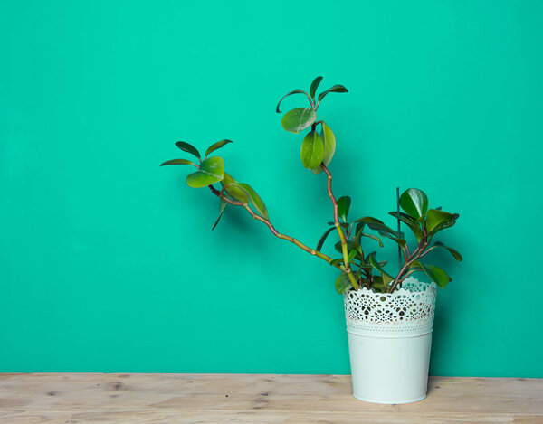 Indoor plant on wooden table and blue wall