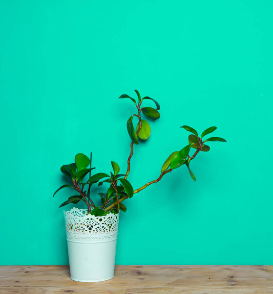 Indoor plant on wooden table and blue wall