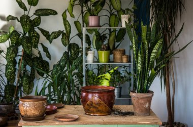 Evin içine çiçek eken kadın bahçe işleriyle uğraşıyor.