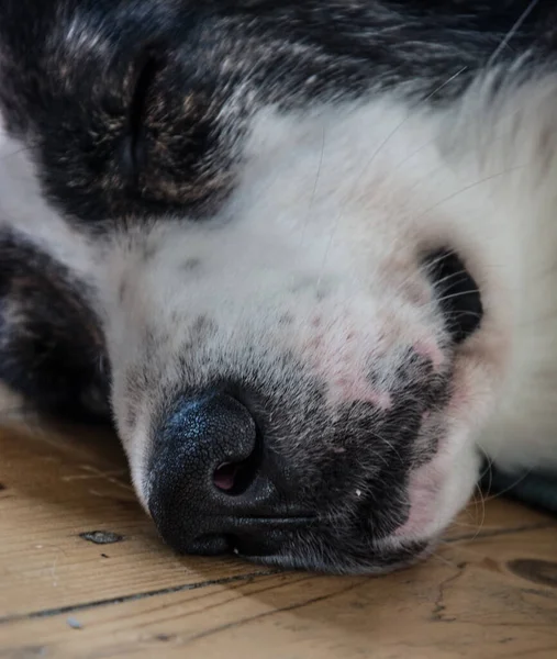 Black nose of a white dog close up. white shepherd dog