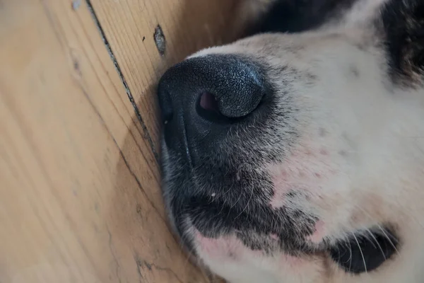 Black nose of a white dog close up. white shepherd dog