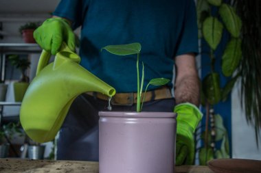 Evin içine çiçek eken bir adam. Bahçeyle uğraşıyor.