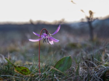 Bahar çiçeklerini kapat