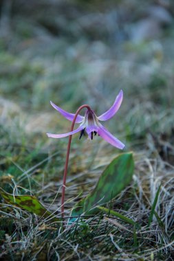 Bahar çiçeklerini kapat