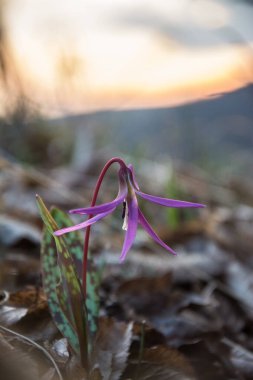 Bahar çiçeklerini kapat