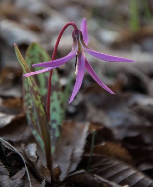 Bahar çiçeklerini kapat