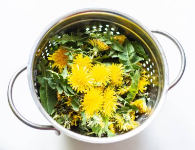 Bitkisel ilaçlarda kullanılan taze sarı karahindiba çiçekleri.