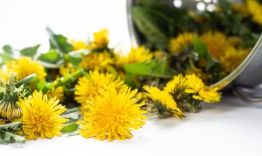 Bitkisel ilaçlarda kullanılan taze sarı karahindiba çiçekleri.