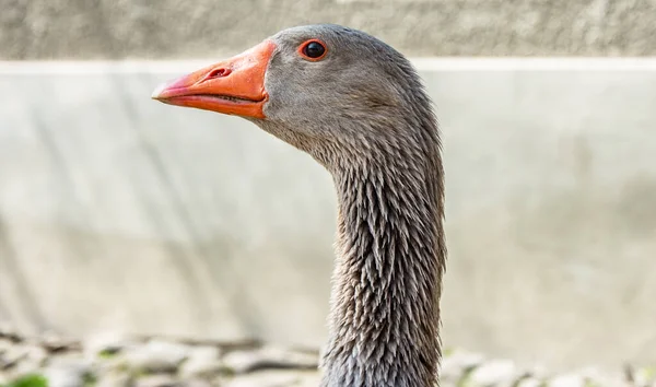 Porträt Der Hausgans Der Domestizierten Graugans Der Graugans Oder Der — Stockfoto