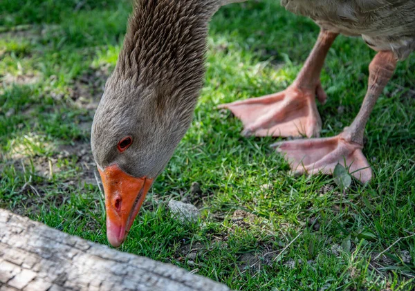 Porträt Der Hausgans Der Domestizierten Graugans Der Graugans Oder Der — Stockfoto