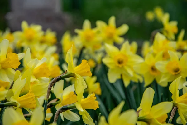 Narciso Amarelo Narcissus Poeticus — Fotografia de Stock