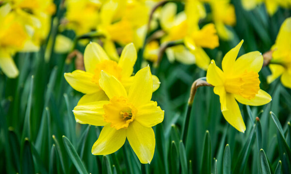 Yellow narcissus (Narcissus poeticus)