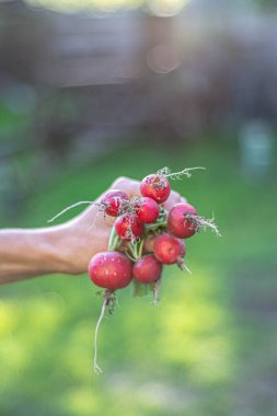 Olgun yapraklarla yeniler. Bahçe sebzeleri sırası.